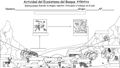 Actividad del Ecosistema del Bosque Atlántico