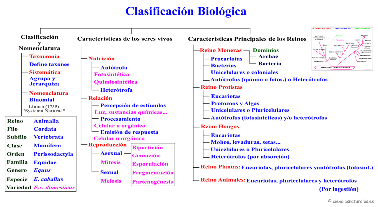 Clasificación Biológica