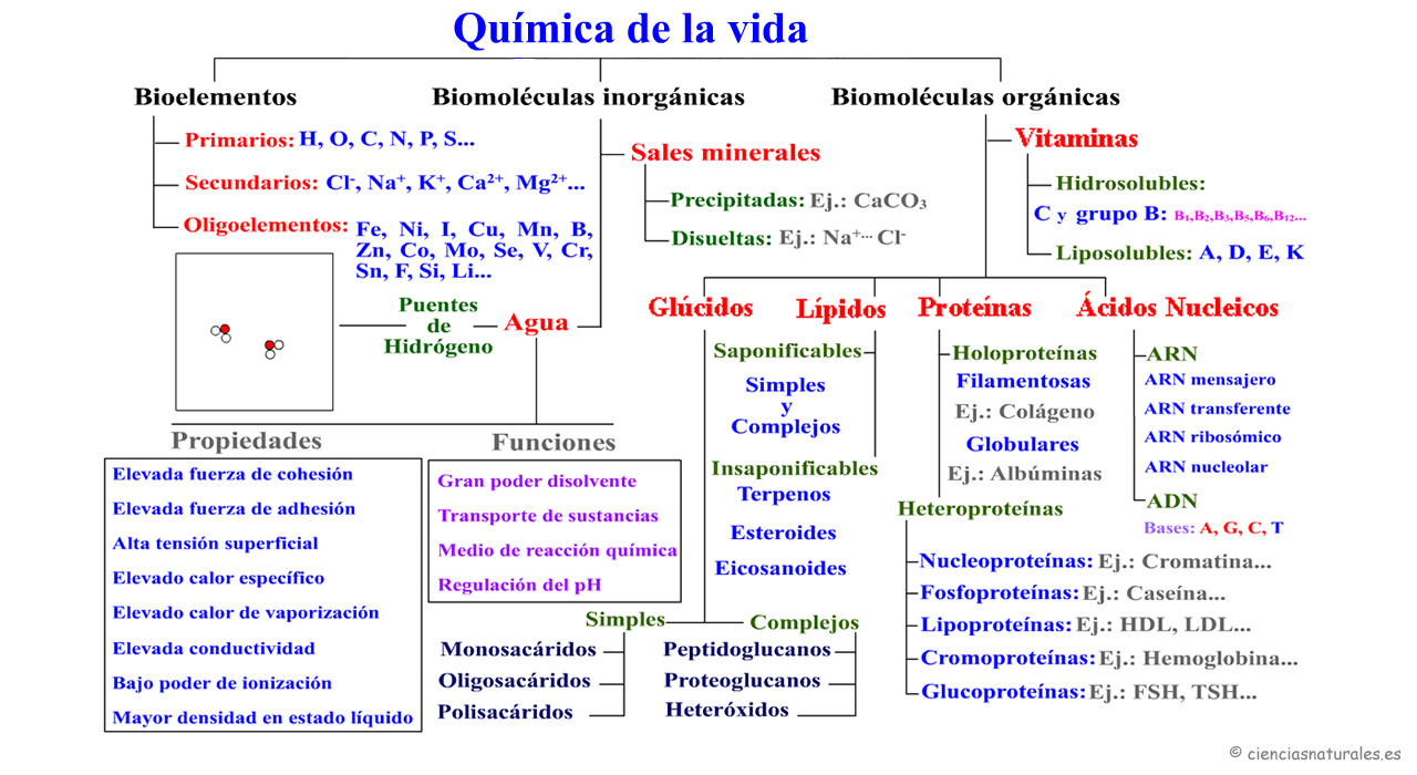Química de la Vida