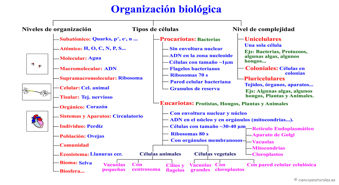 Niveles de Organización Biológica