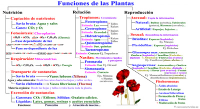 Funciones de las Plantas