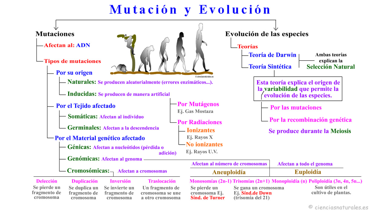 Mutación y Evolución
