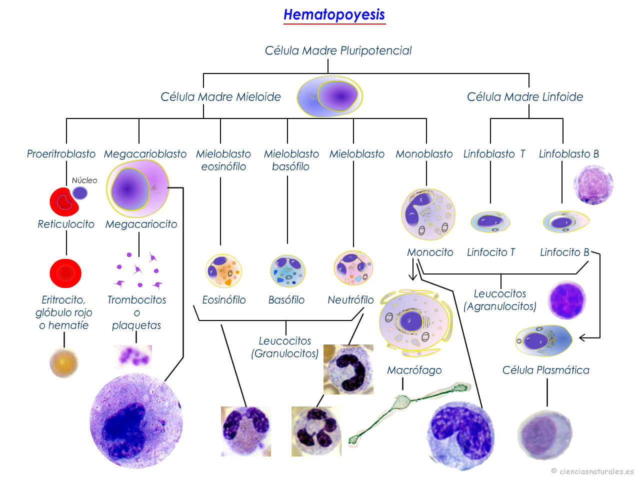 Células Del Sistema Inmune Con Imágenes Inmunologia Notas De | Images ...