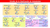 Clasificación de Aminoácidos