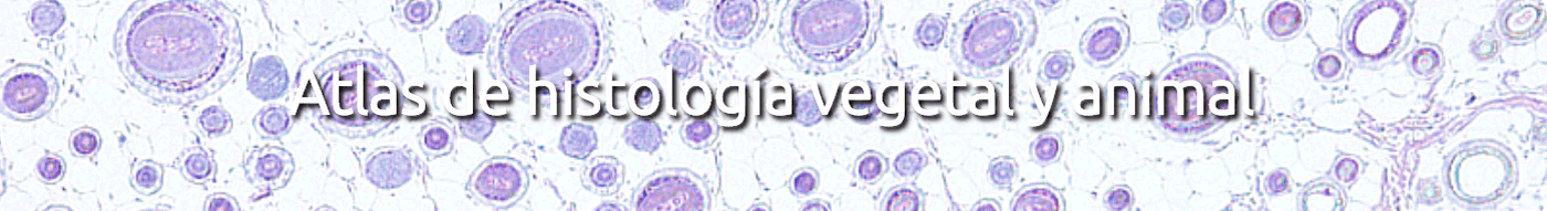 Pulse si desea estudiar la histología en un microscopio virtual (Universidad de Vigo)