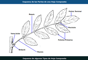 Pulse para estudiar los tipos de hojas
